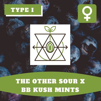 Other Sour x Blueberry Kush Mints - 12 (F) Seeds Other Sour x Blueberry Kush Mints - 12 (F) Seeds