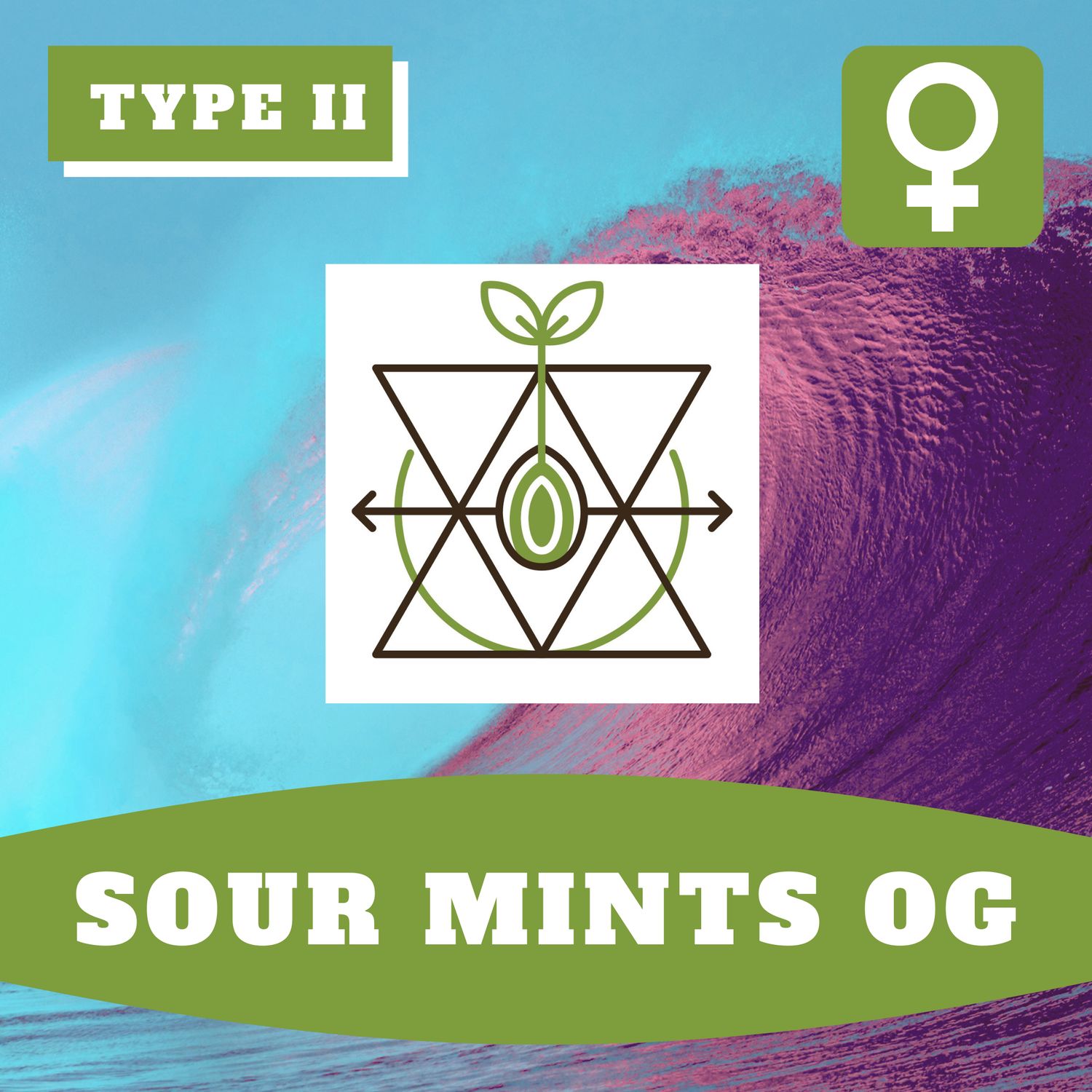 Sour Mints OG (F) Auto Seeds Sour Mints OG (F) Auto Seeds