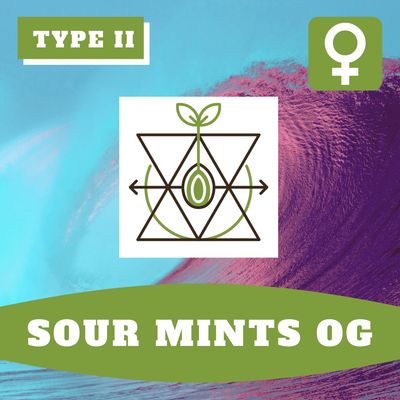 Sour Mints OG (F) Auto Seeds