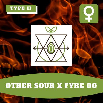 Other Sour x Fyre OG - 12 (F) Seeds