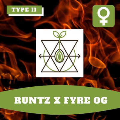 Runtz x Fyre OG - 12 (F) Seeds