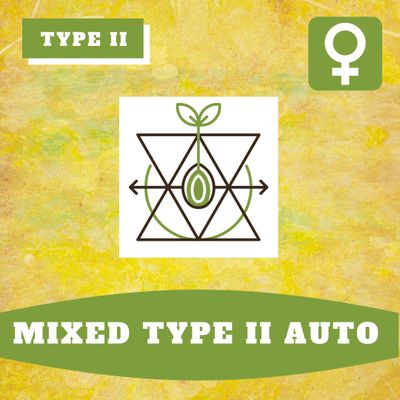 Mixed Type II Auto (F) - 10 seeds Mixed Type II Auto (F) - 10 seeds