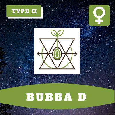 Bubba D (F) - 12 Seeds