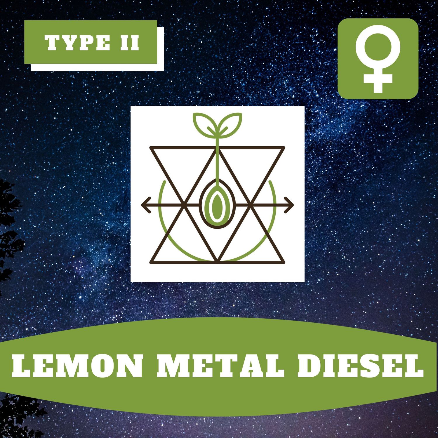 Lemon Metal Diesel (F) - 12 Seeds