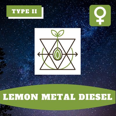 Lemon Metal Diesel (F) - 12 Seeds