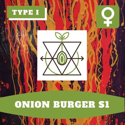 Onion Burger S1 (F) - 12 Seeds