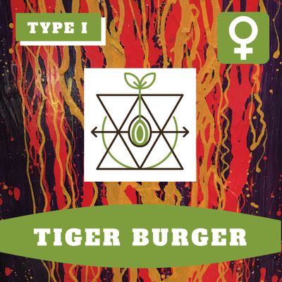Tiger Burger (F) - 12 Seeds