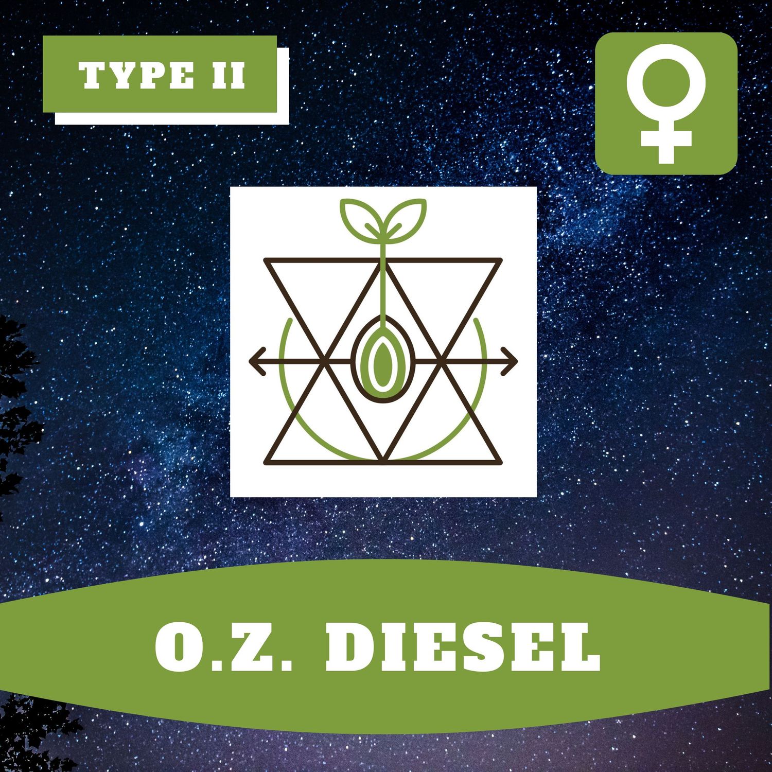 OZ Diesel (F) - 12 Seeds