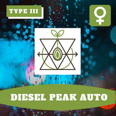 Diesel Peak Auto (F) -12 Seeds