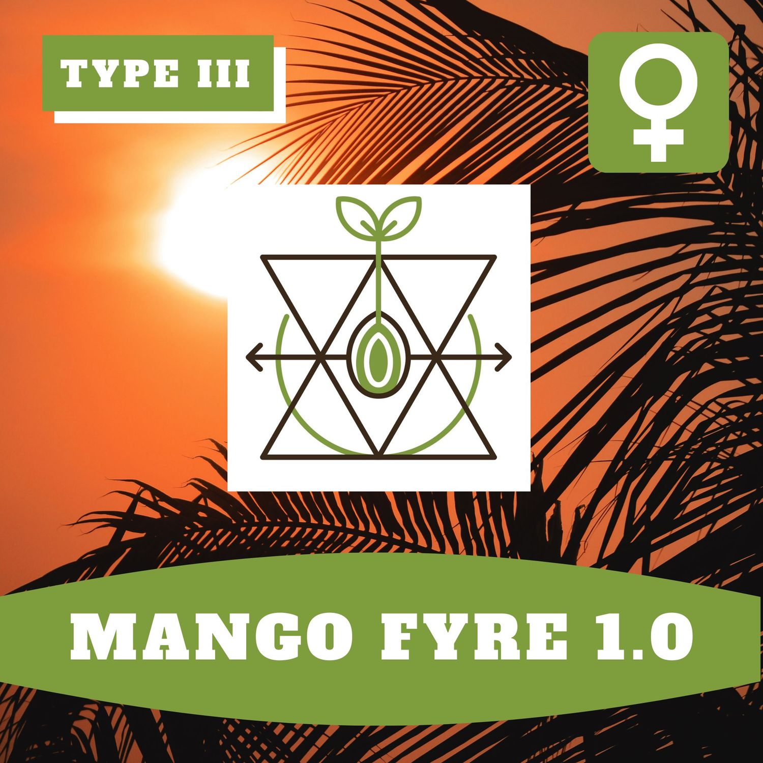 Mango Fyre 1.0 (F) Seeds