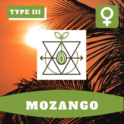 Mozango (F) Seeds