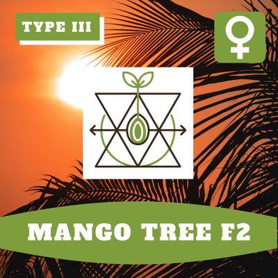 Mango Tree F2 (F) Seeds