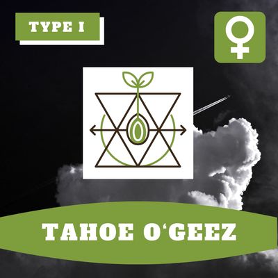 Tahoe O'geez (F) - 12 Seeds