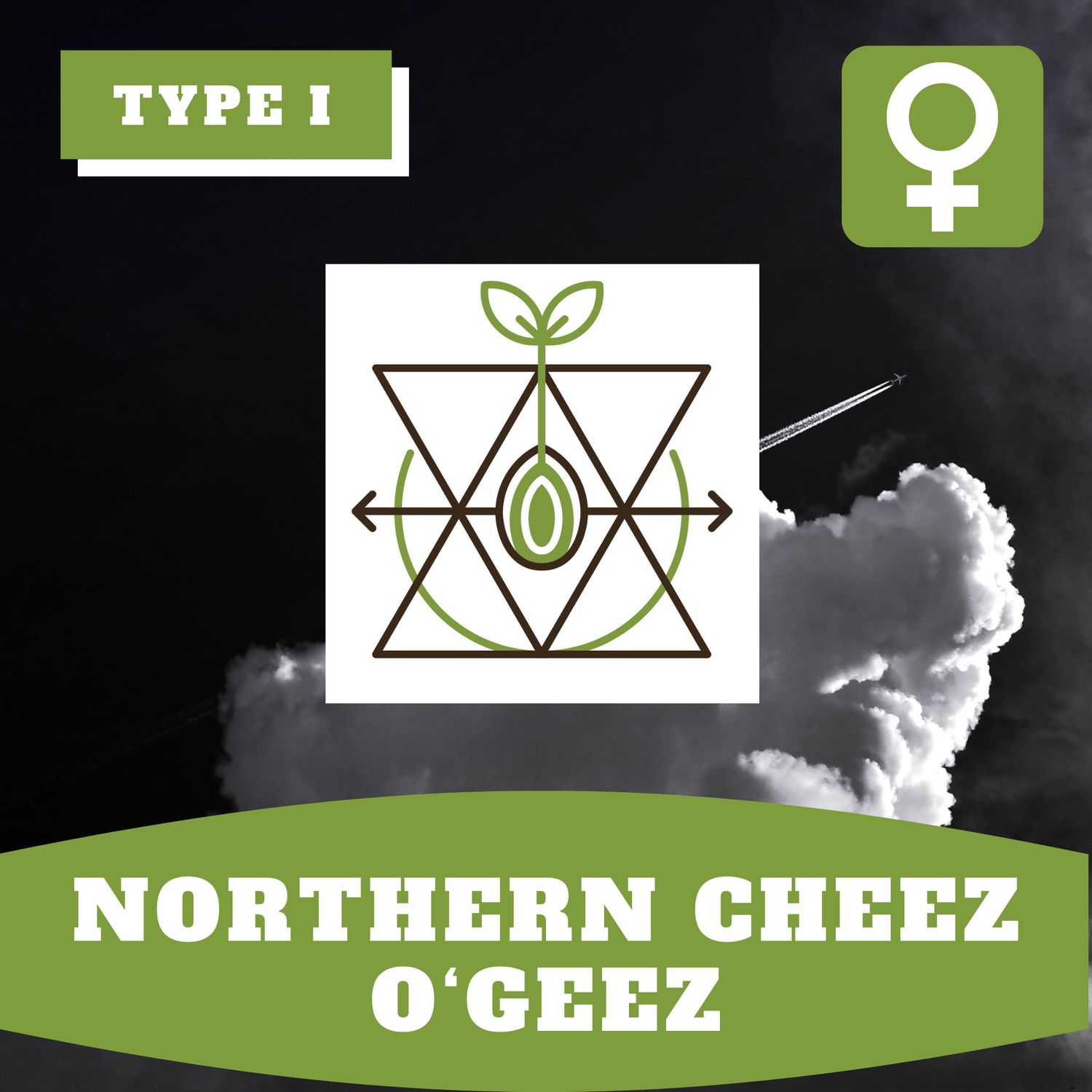 Northern Cheez O'Geez (F) - 12 Seeds