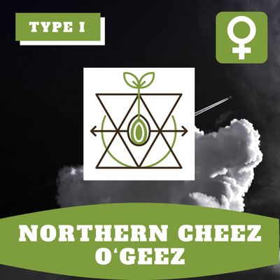 Northern Cheez O'Geez (F) - 12 Seeds