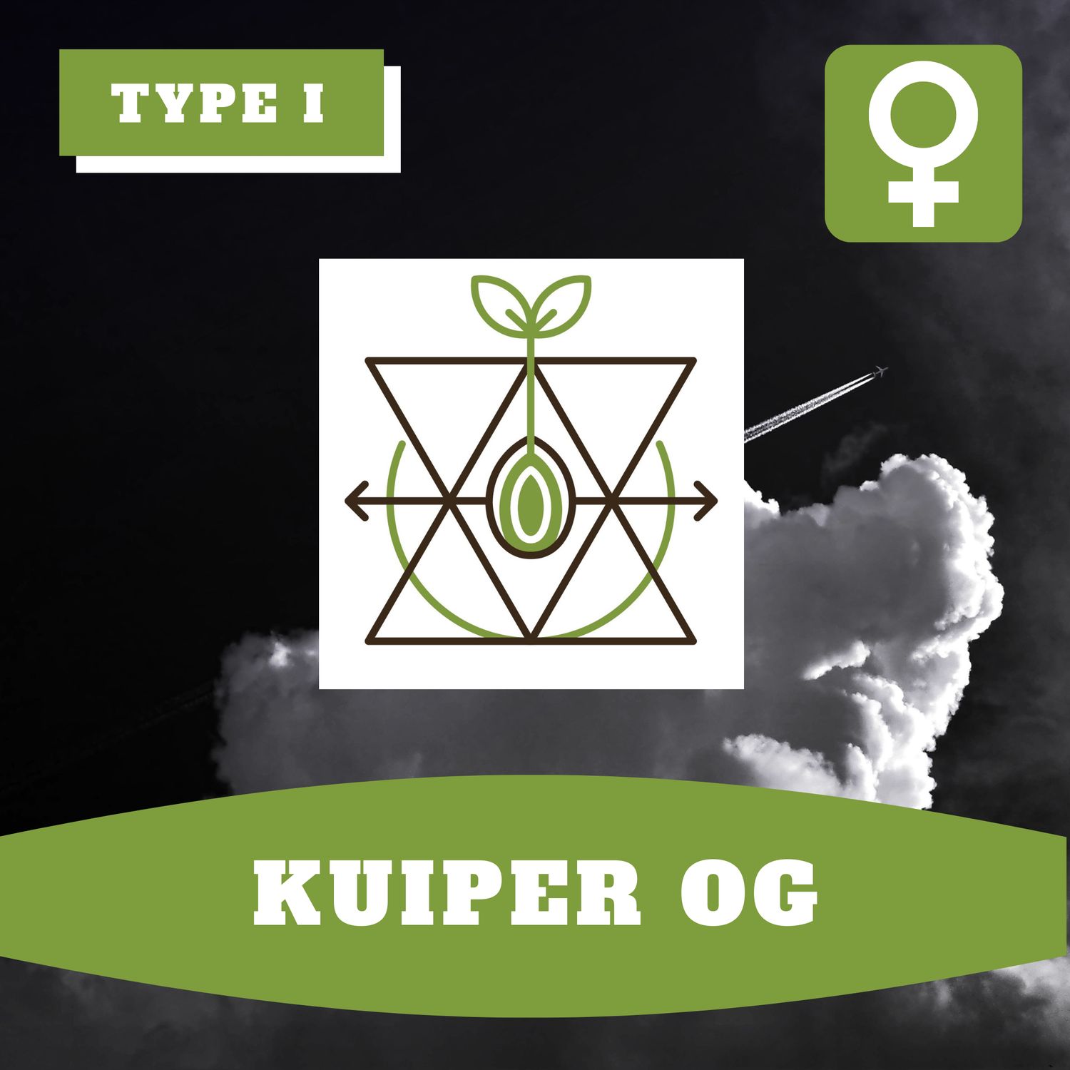 Kuiper OG (F) - 12 Seeds