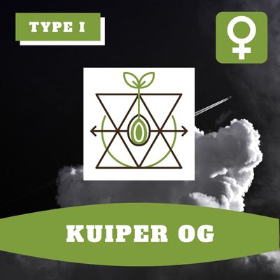 Kuiper OG (F) - 12 Seeds