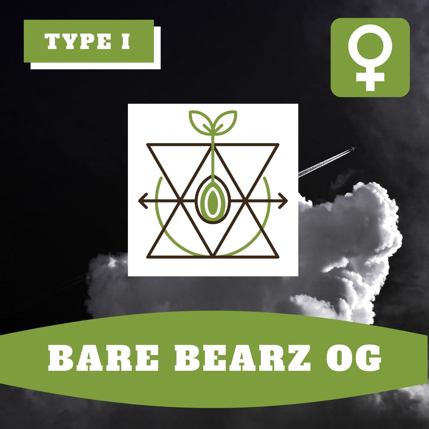 Bare Bearz OG (F) - 12 Seeds