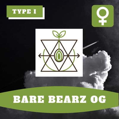 Bare Bearz OG (F) - 12 Seeds