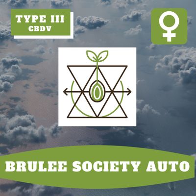 Brulee Society Auto (F) - 12 Seeds