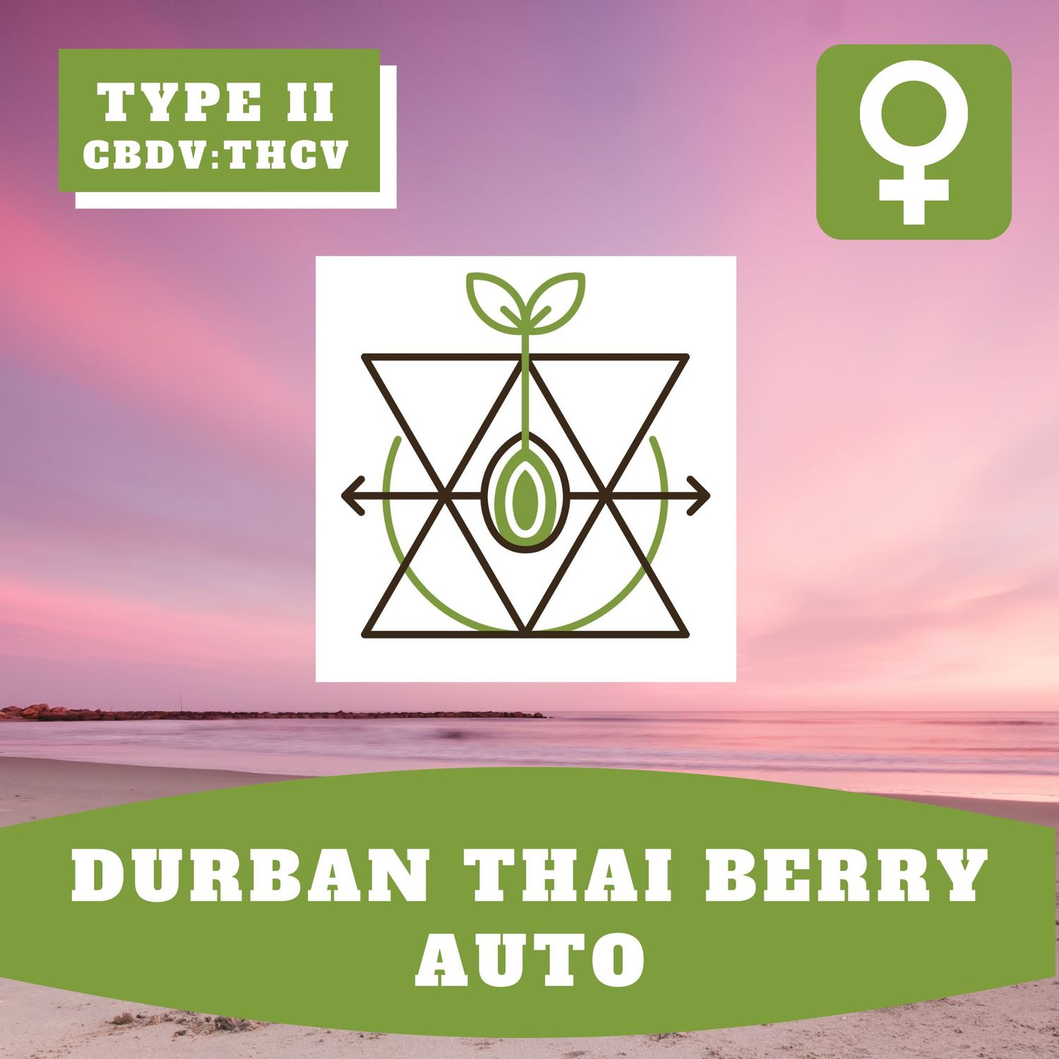 Durban Thai Berry Auto (F) - 12 Seeds