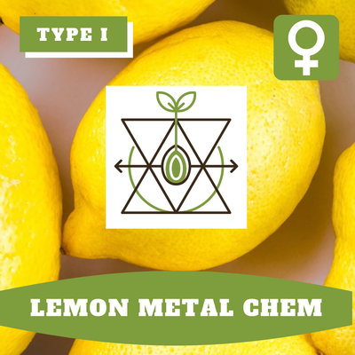 Lemon Metal Chem (F) - 12 seeds