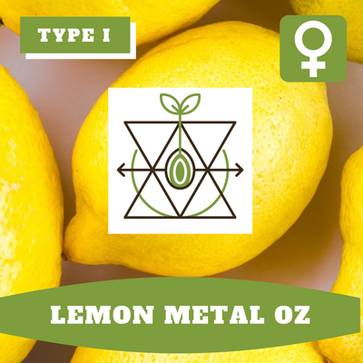 Lemon Metal OZ (F) - 12 seeds