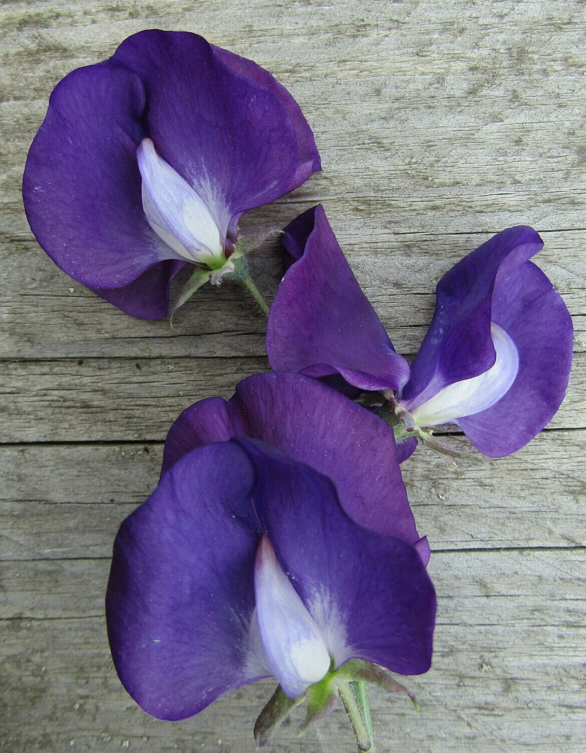 sweet pea top hat