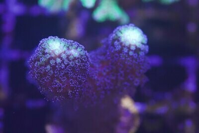 Purple Stylophora