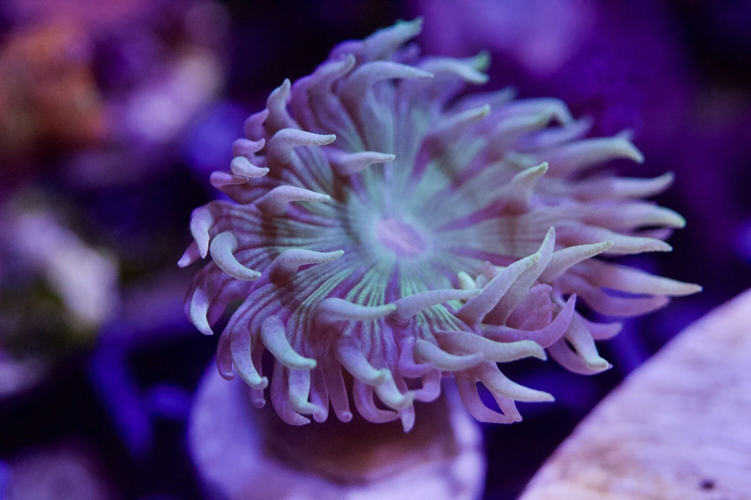 Duncan Single polyp