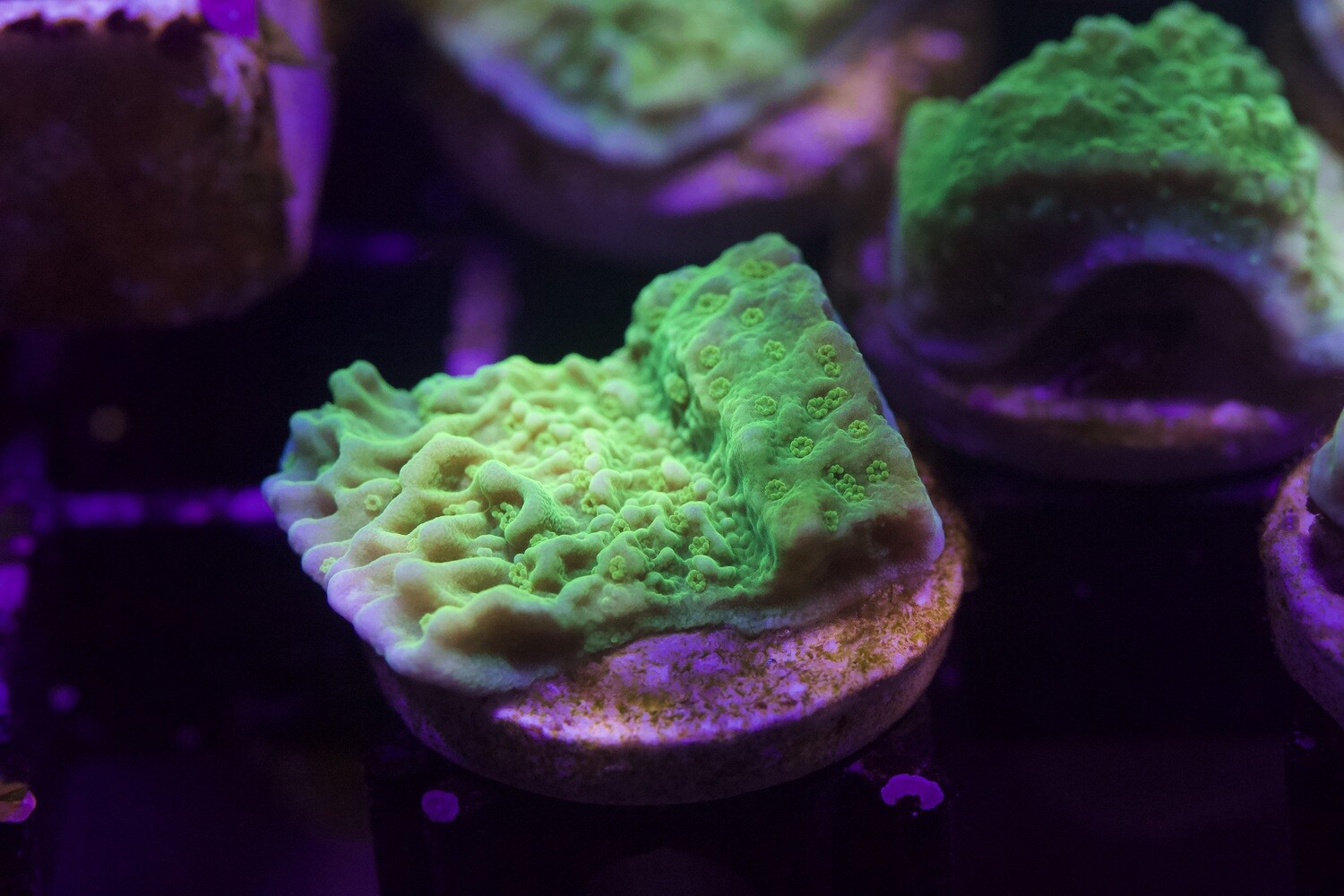 Supergreen Montipora