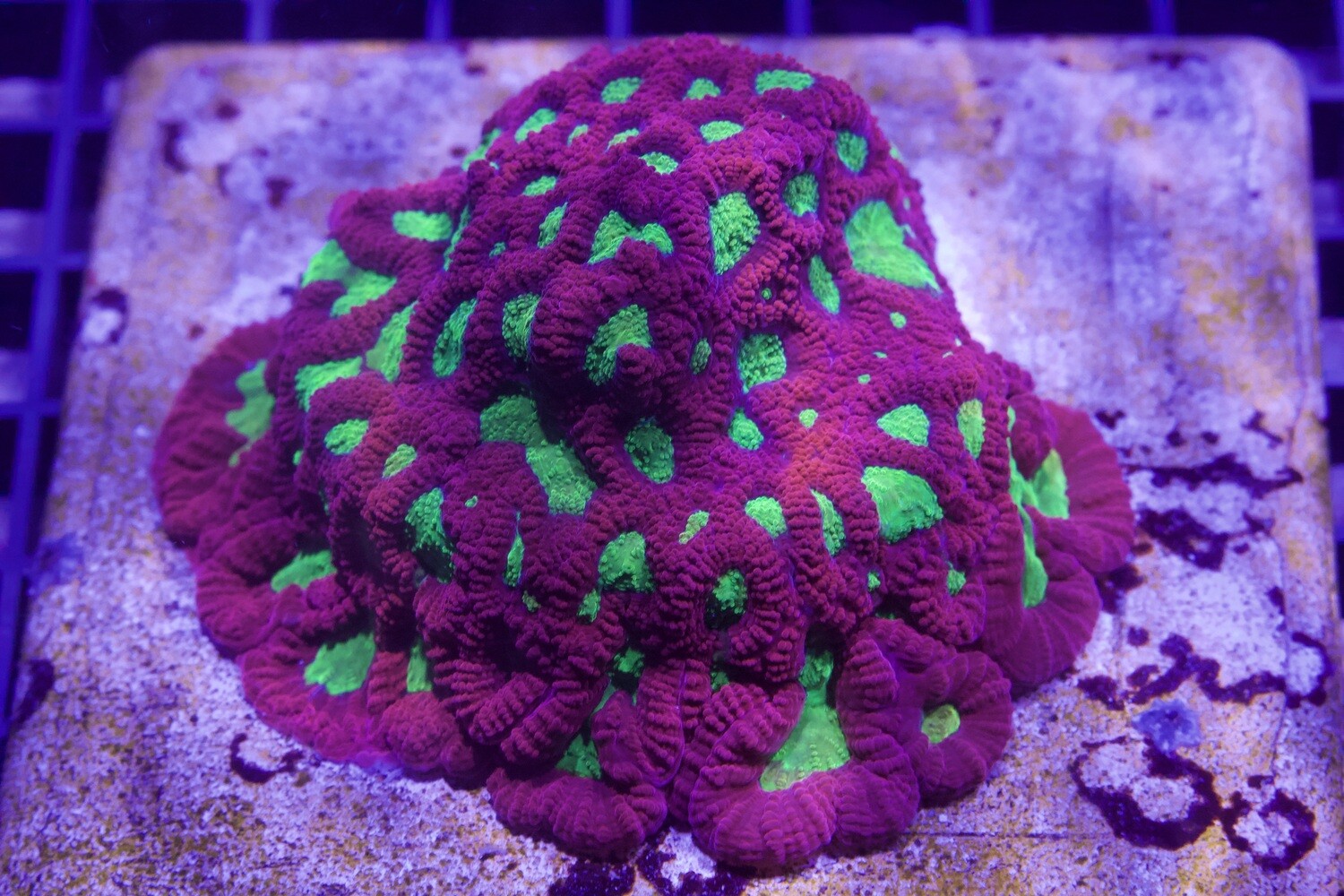 Red/Green Goniastrea