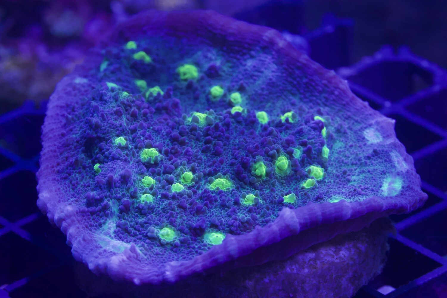 Zombie Pox Chalice