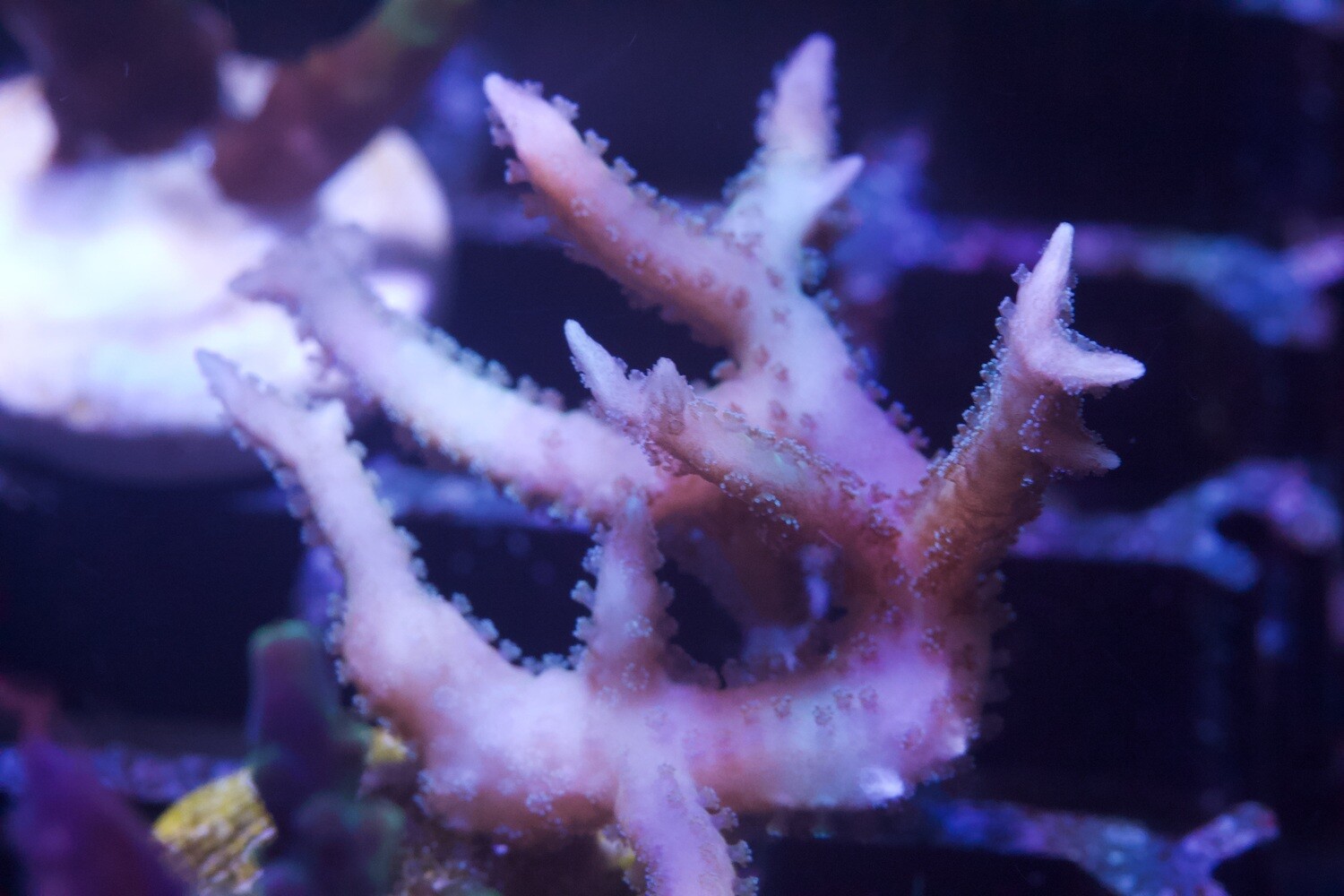 Pink Birdsnest - Seriatopora Hystrix