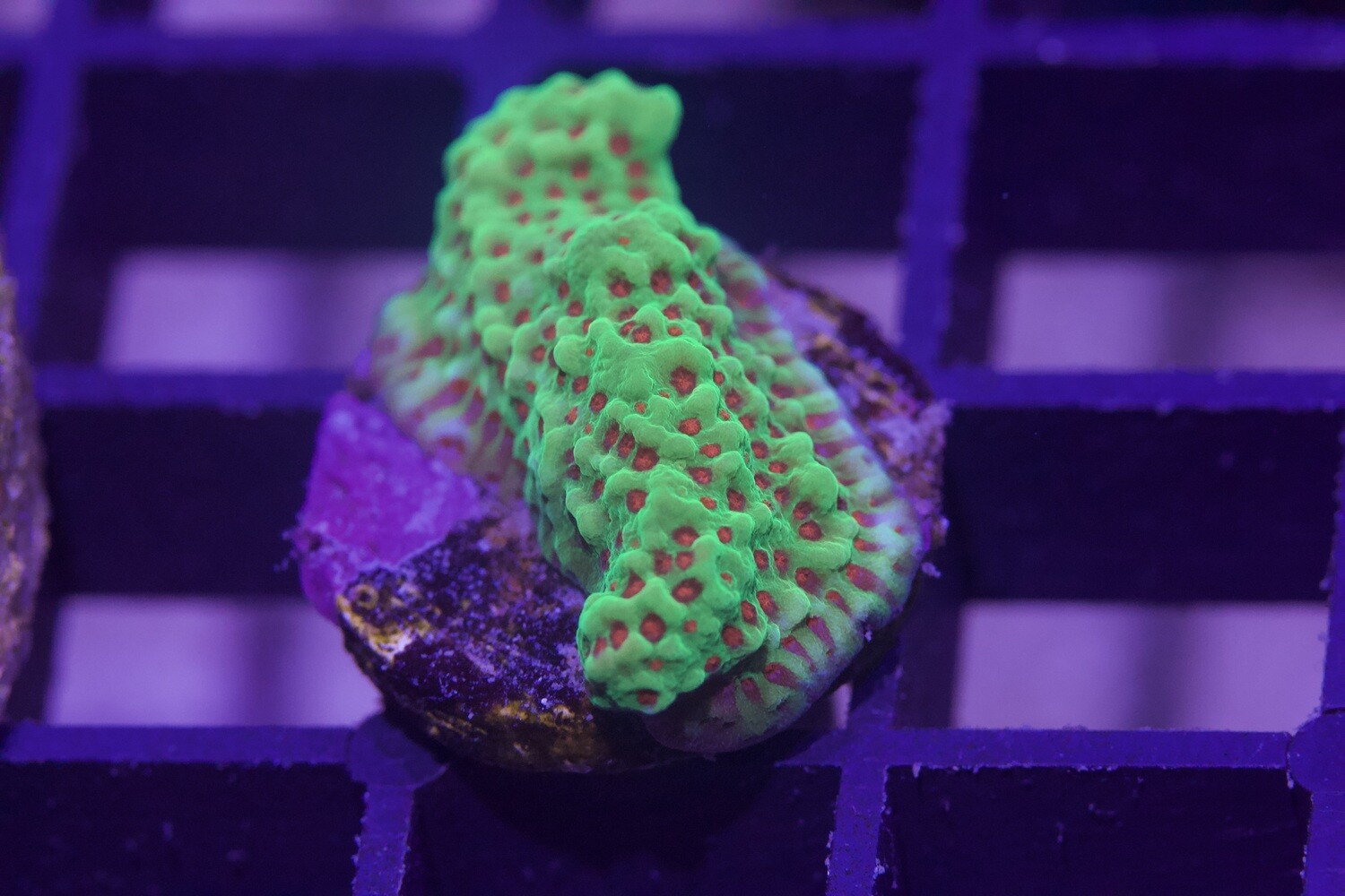 Grinch Montipora