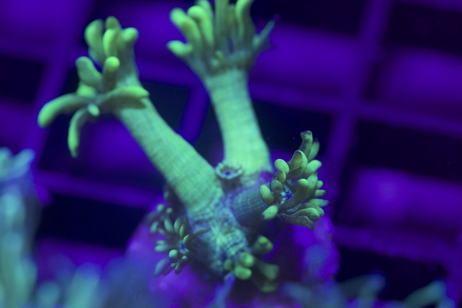 Supergreen Goniopora