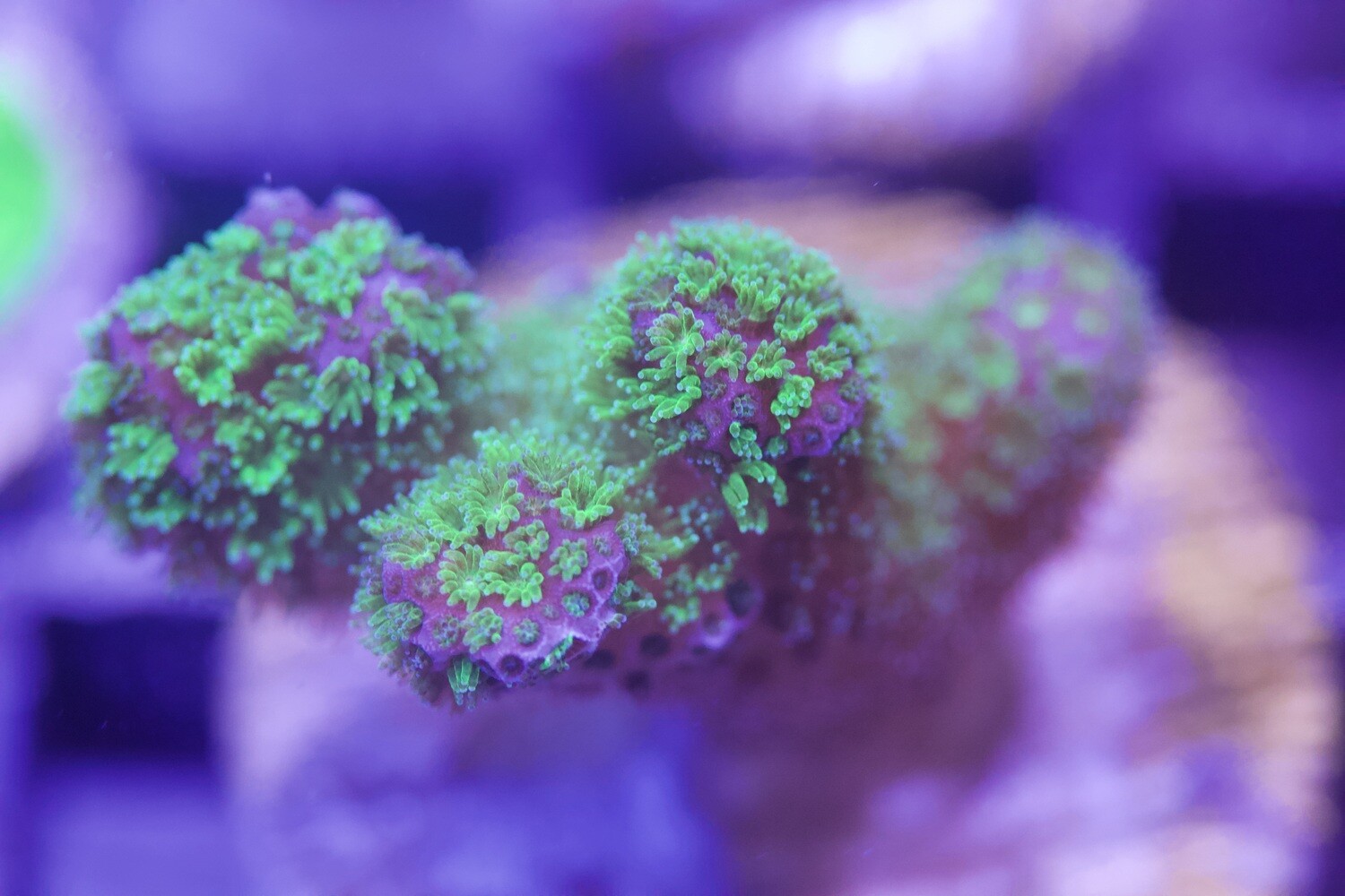 Pink tip Green Pocillopora