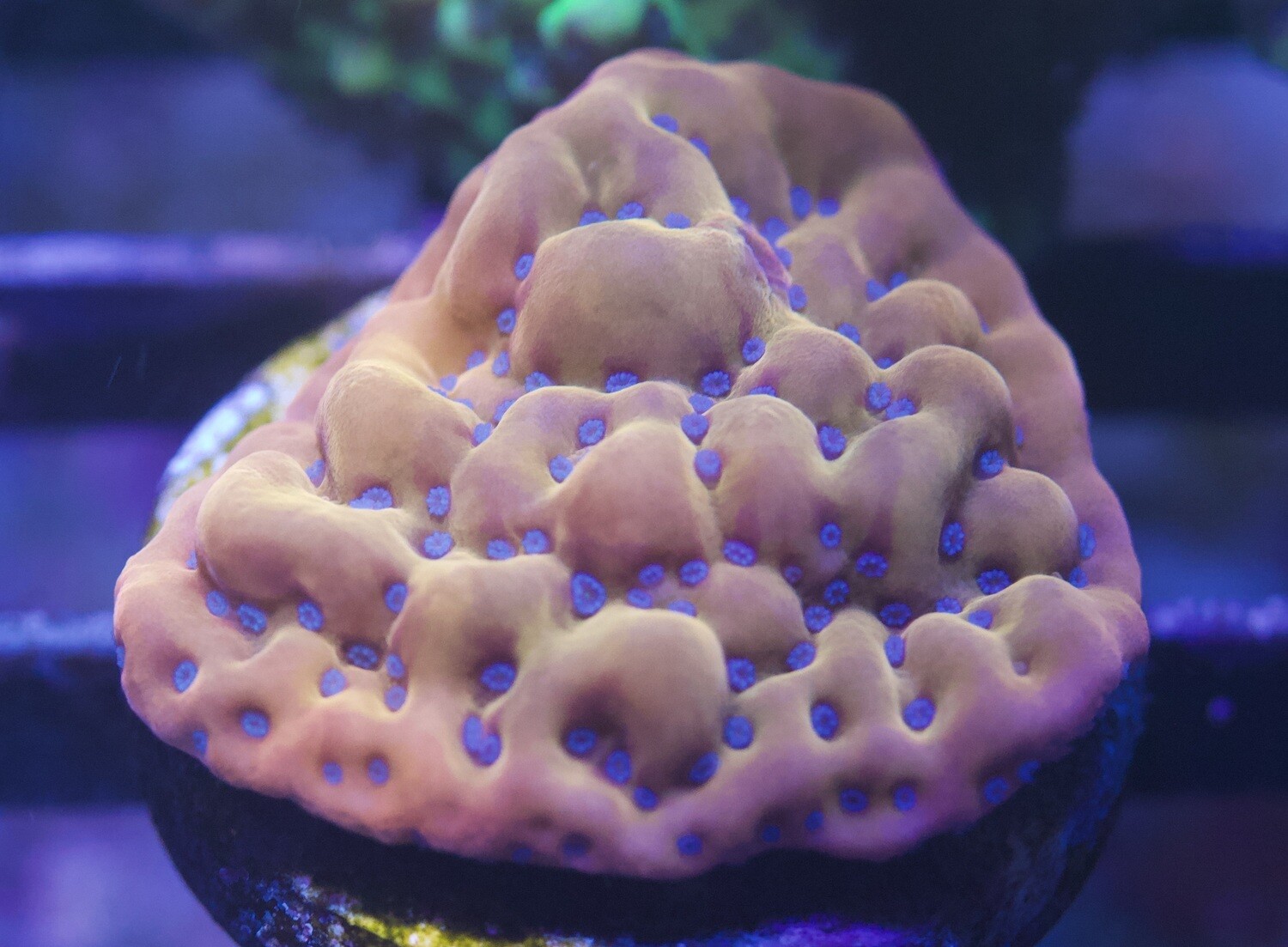 Montipora Palawanensis - Orange w/blue polyps