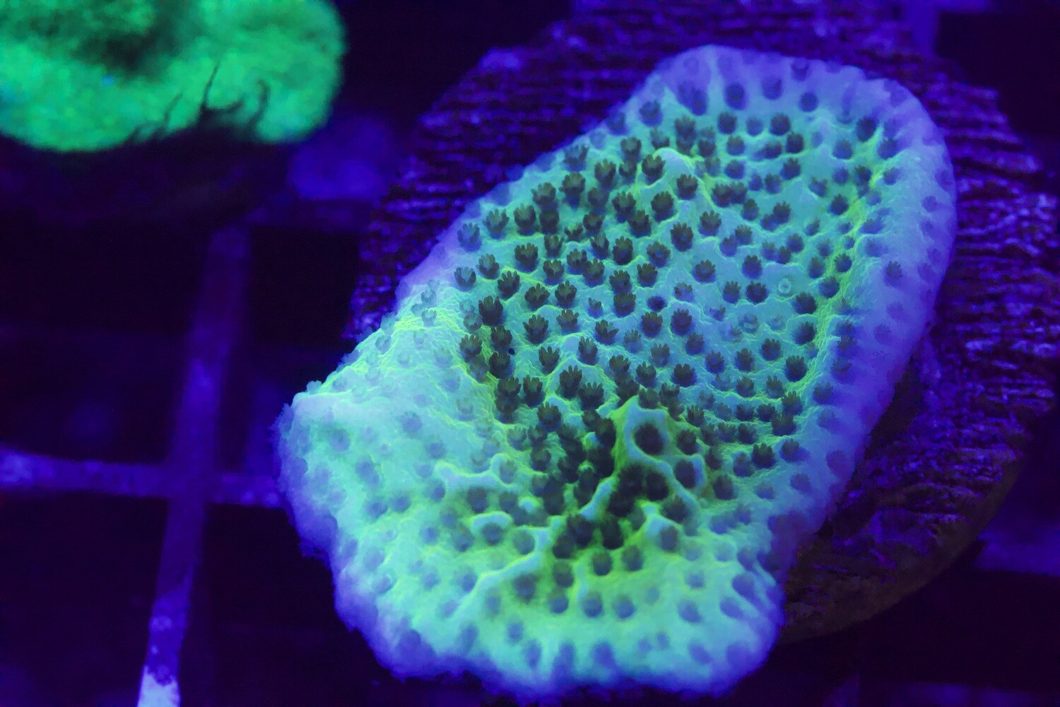 Blue rim Montipora Spongodes