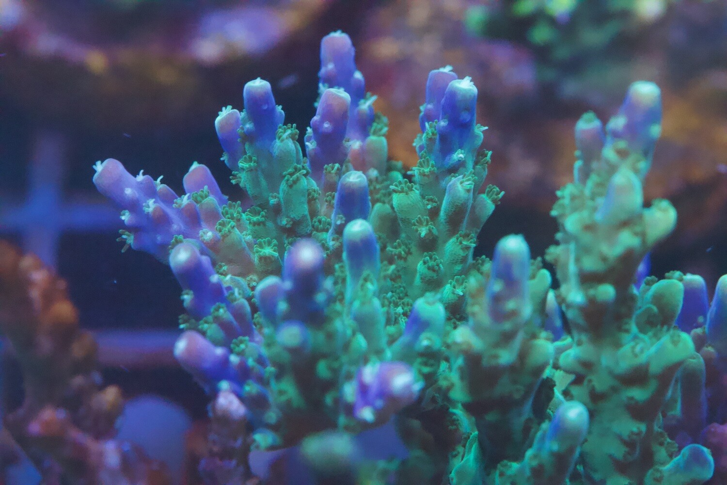 Acropora Nana mini colony WYSIWYG