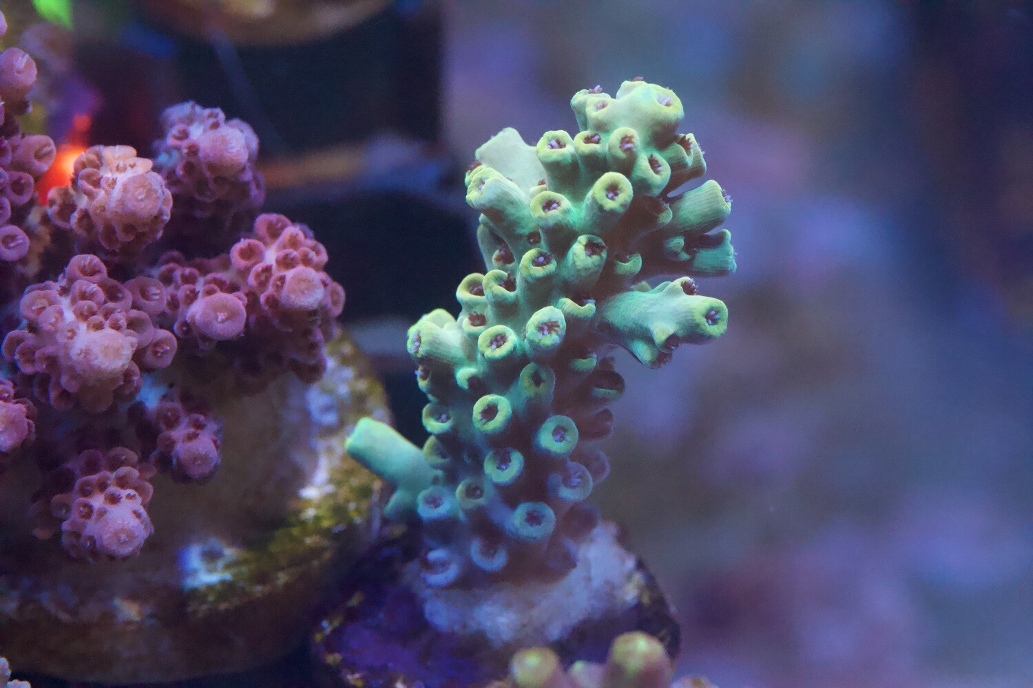 Red polyps yellow/orange acro - WYSIWYG