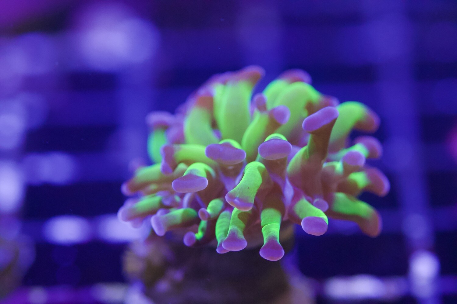 Purple Tip Hammer - Branching