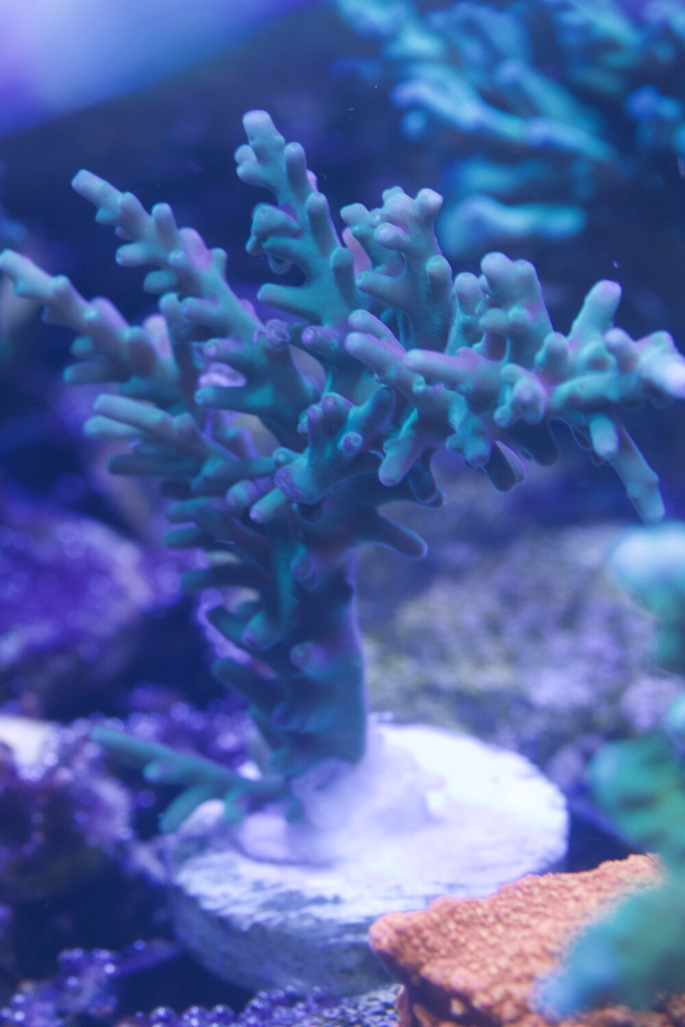 Hawkins Echinata - Reserved for Julie