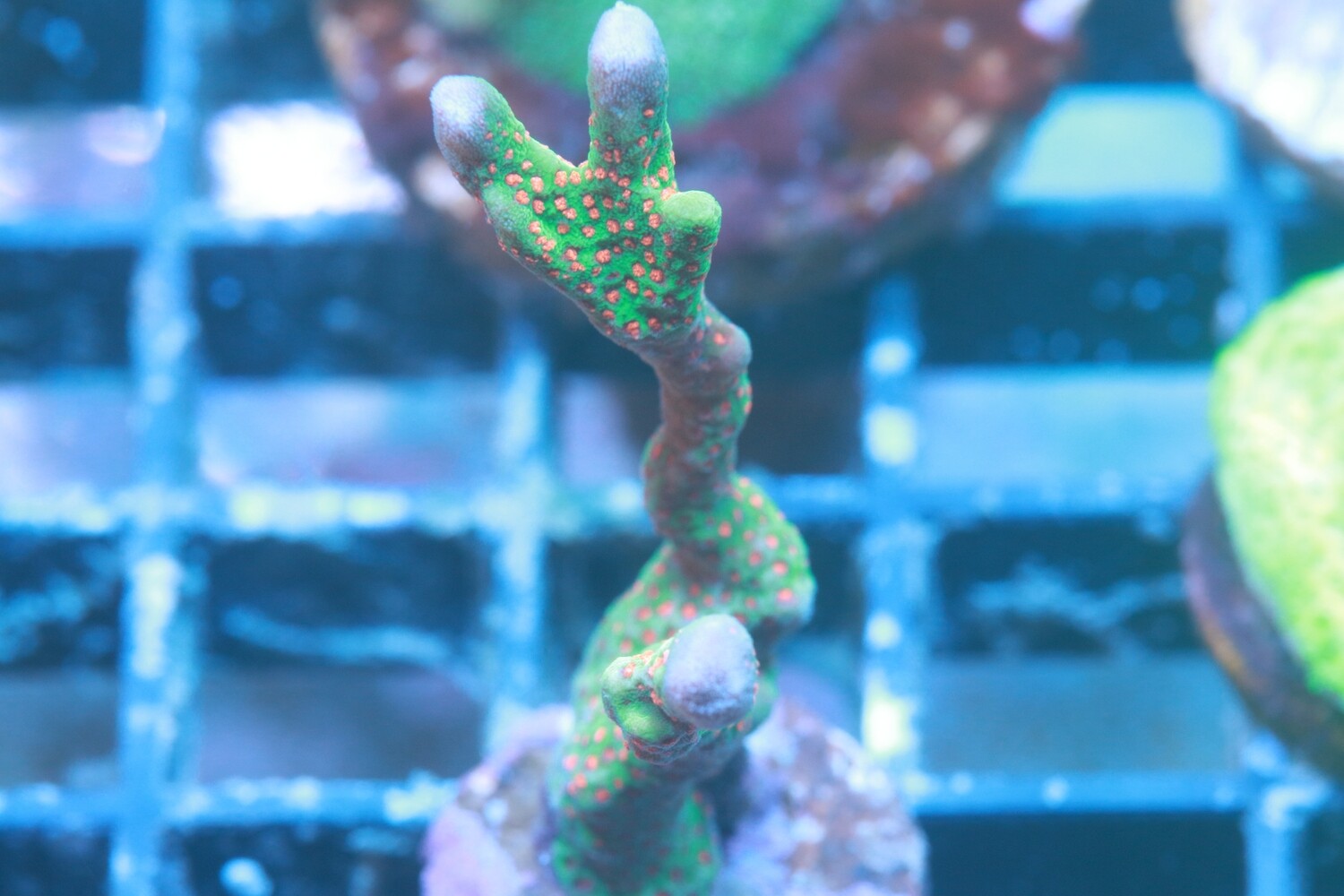 Forest Fire Montipora