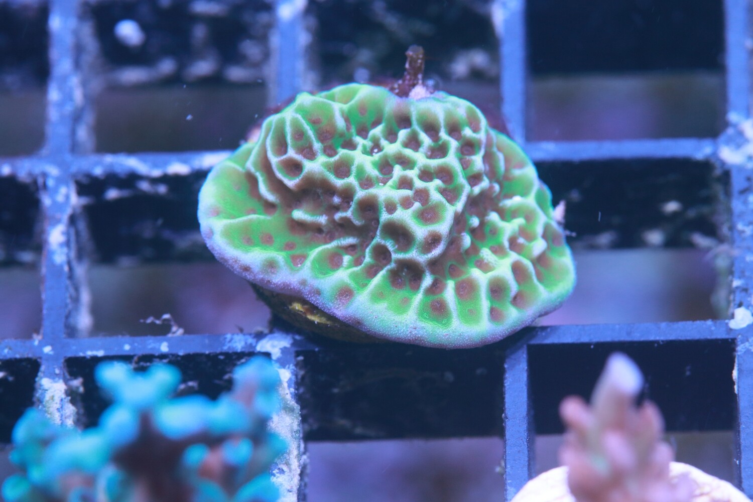Indo montipora Confusa