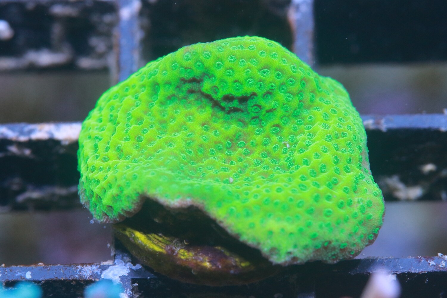 Green Goblin Montipora