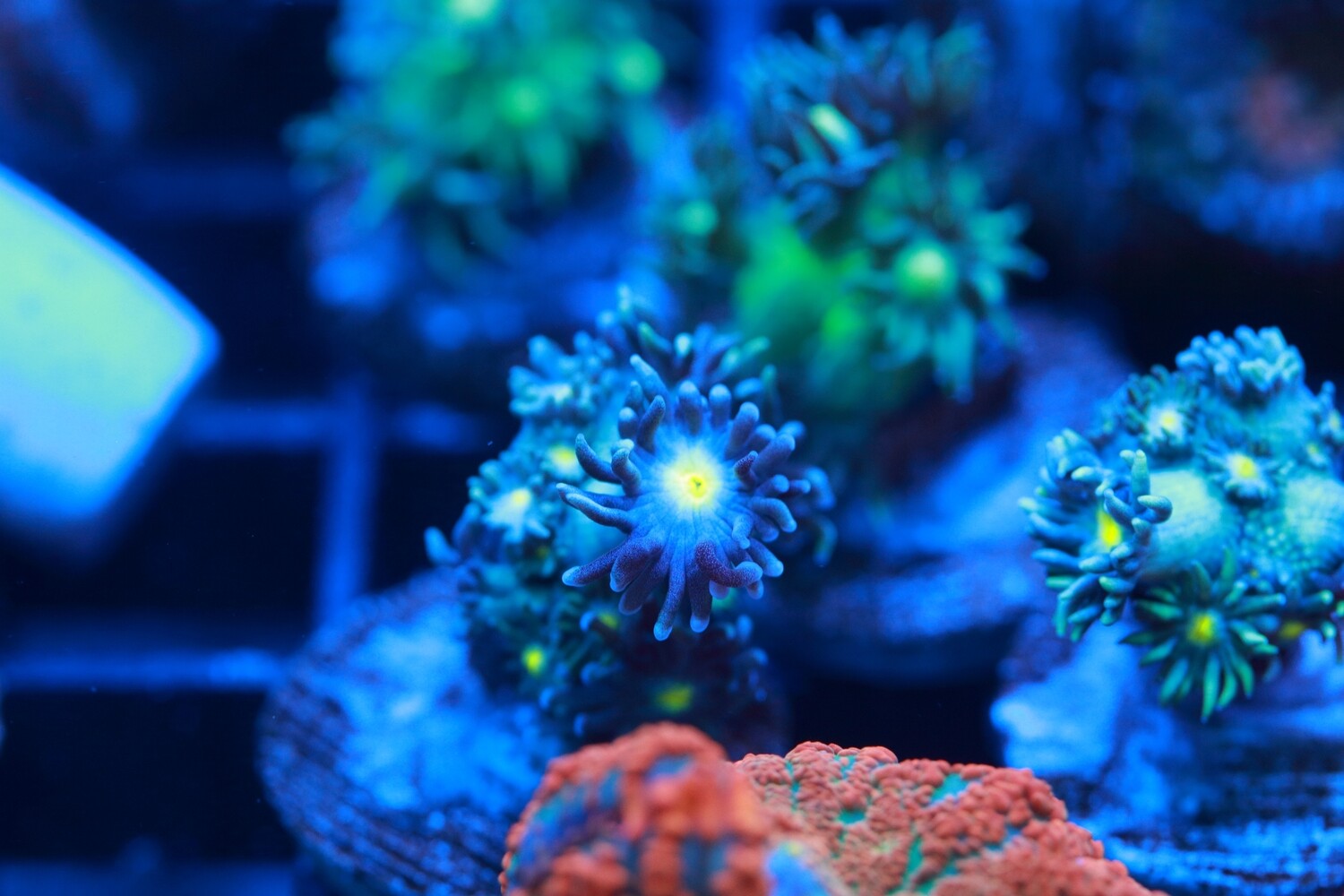 Yellow eye Goniopora