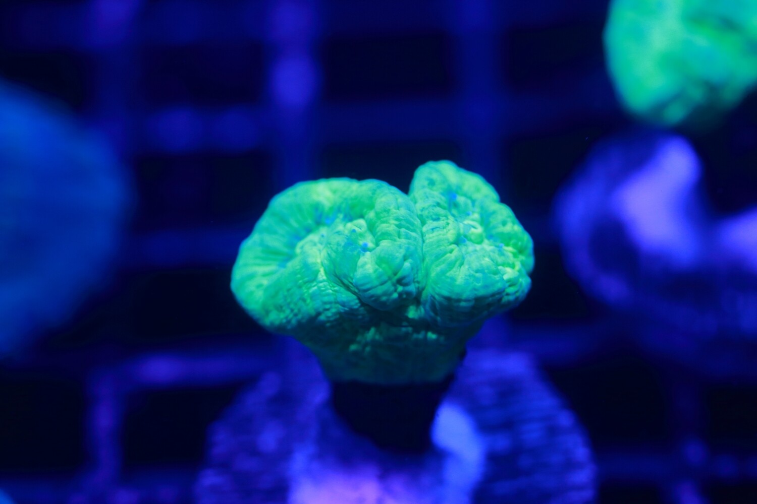Toxic Yellow candy cane - Caulastrea