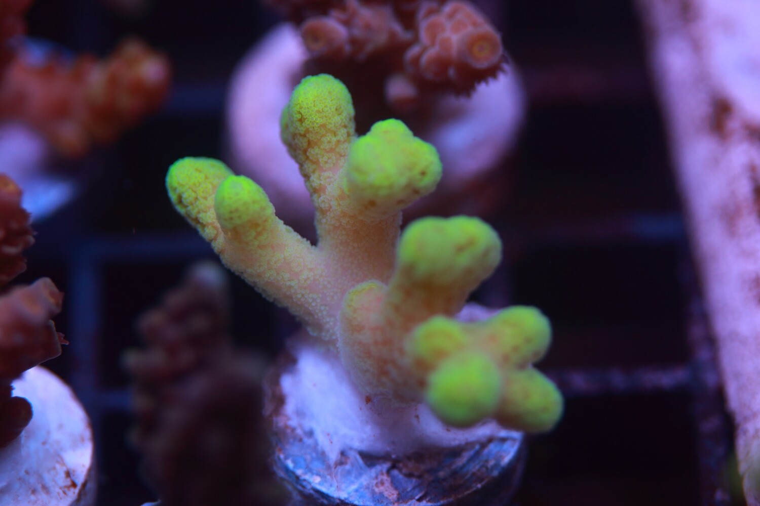 Yellow Seriatopora Guttatus