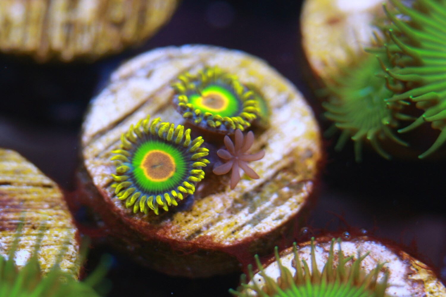 Rasta Zoas